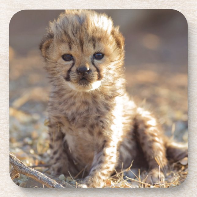 Cheetah 19 days old male cub drink coaster (Front)
