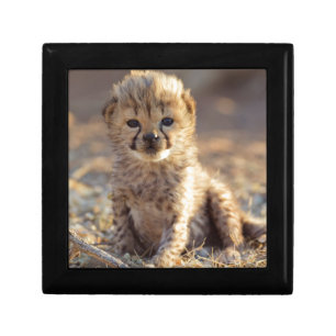 Cheetah 19 days old male cub jewelry box