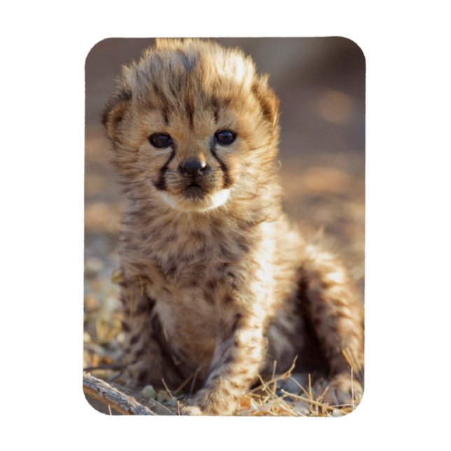 Cheetah 19 days old male cub magnet (Vertical)