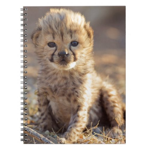Cheetah 19 days old male cub notebook