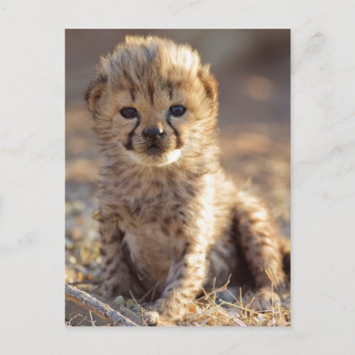 Cheetah 19 days old male cub postcard