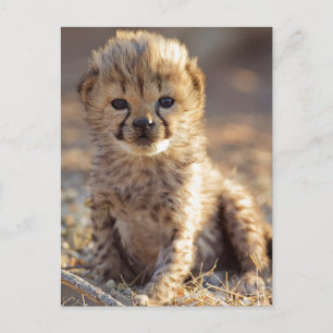 Cheetah 19 days old male cub postcard