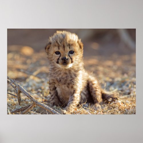 Cheetah 19 days old male cub poster