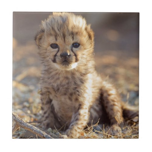 Cheetah 19 days old male cub tile