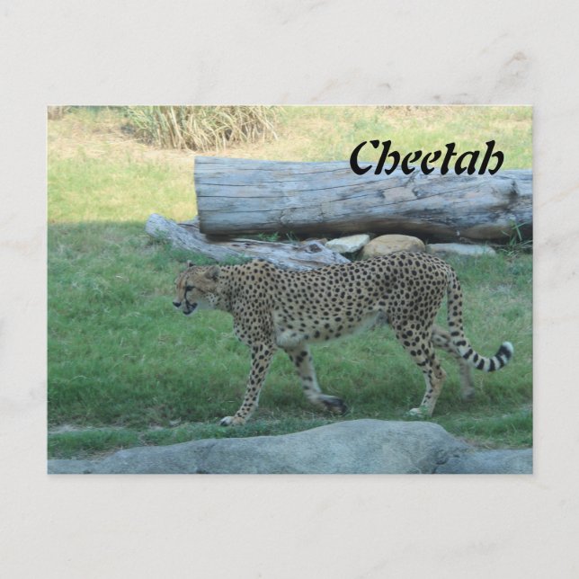 Cheetah # 1 postcard (Front)