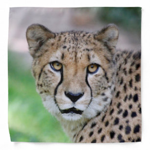Cheetah_20140901_by_JAMFoto Bandana