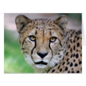 Cheetah_2014_0901 (Front Horizontal)