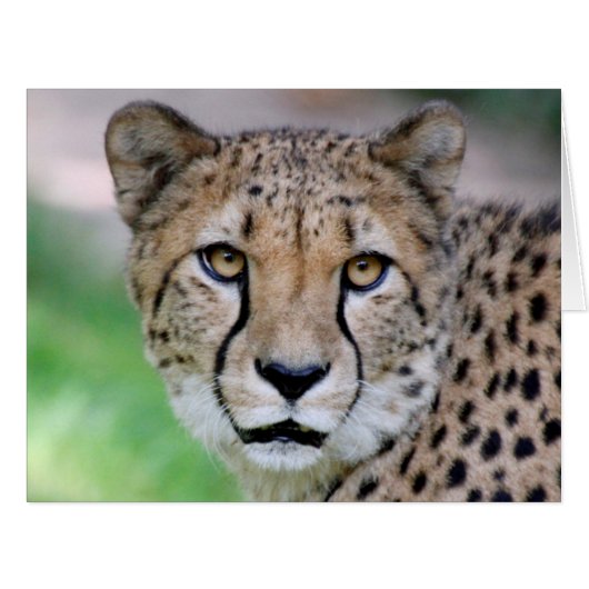 Cheetah_2014_0901 (Front Horizontal)