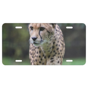 Cheetah_20180803_by_JAMFoto License Plate