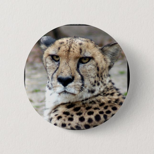 Cheetah-8934e-Bfram Pinback Button (Front)