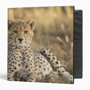 Cheetah, Acinonyx jubatus Binder