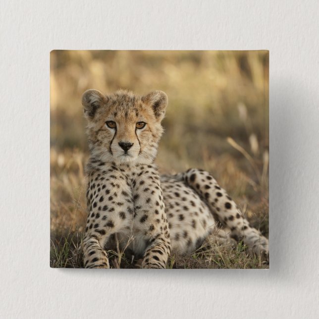 Cheetah, Acinonyx jubatus Button (Front)