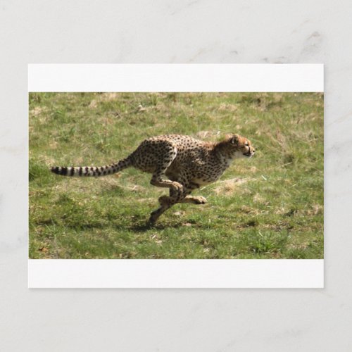 Cheetah Acinonyx jubatus full gallop Postcard