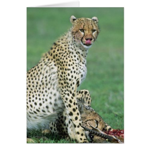 Cheetah Acinonyx jubatus Grown cubs eating