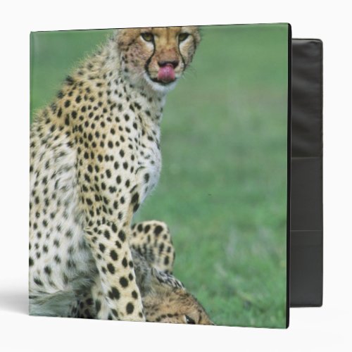 Cheetah Acinonyx jubatus Grown cubs eating 3 Ring Binder