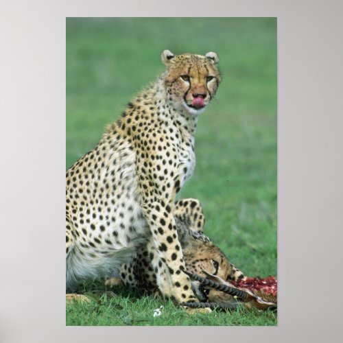 Cheetah Acinonyx jubatus Grown cubs eating Poster