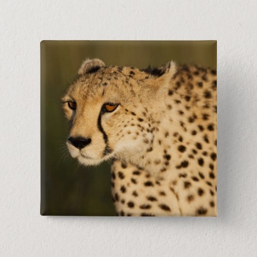 Cheetah Acinonyx jubatus in the Masai Mara 2 Button