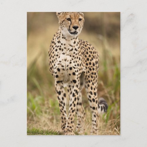 Cheetah Acinonyx jubatus in the Masai Mara Postcard