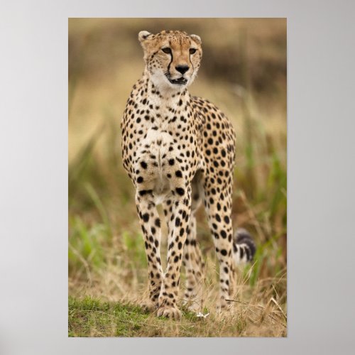 Cheetah Acinonyx jubatus in the Masai Mara Poster