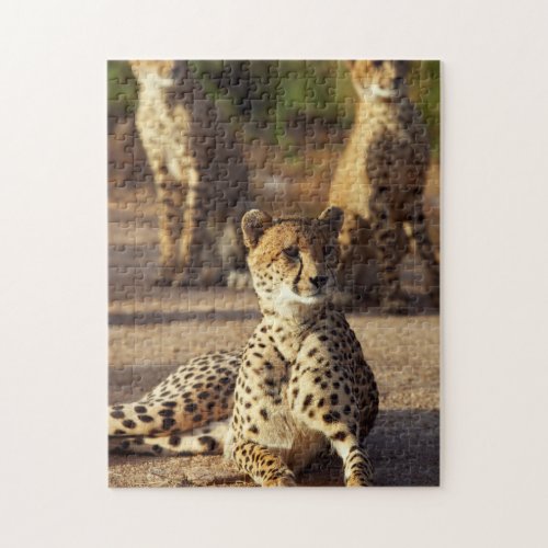 Cheetah Acinonyx Jubatus Kruger Natl Park Jigsaw Puzzle