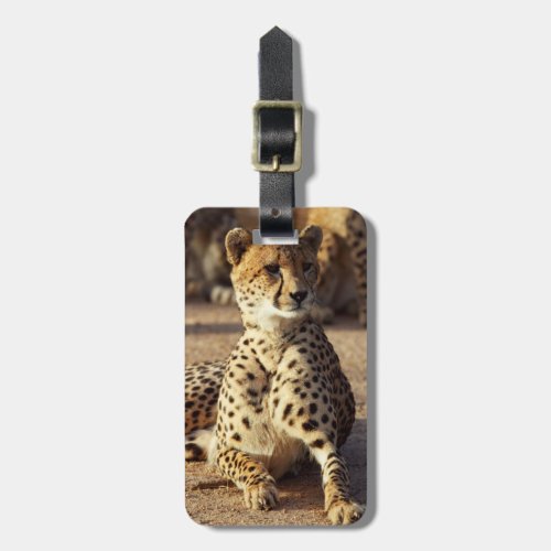 Cheetah Acinonyx Jubatus Kruger Natl Park Luggage Tag