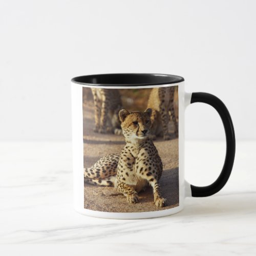 Cheetah Acinonyx Jubatus Kruger Natl Park Mug