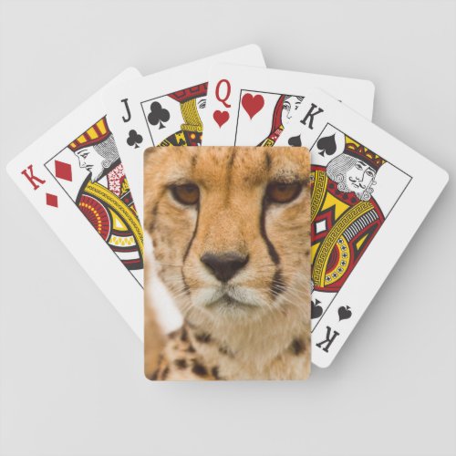 Cheetah Acinonyx Jubatus Mother And Cub Poker Cards