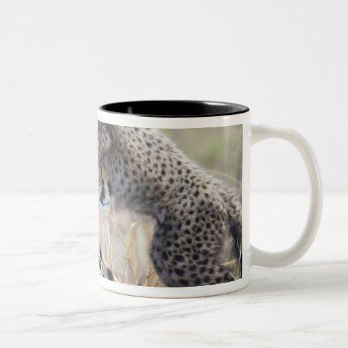 Cheetah Acinonyx jubatus mother playing with Two_Tone Coffee Mug