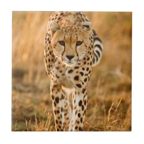 Cheetah Acinonyx Jubatus Portrait Maasai Ceramic Tile