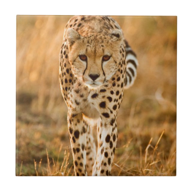 Cheetah (Acinonyx Jubatus) Portrait, Maasai Ceramic Tile (Front)