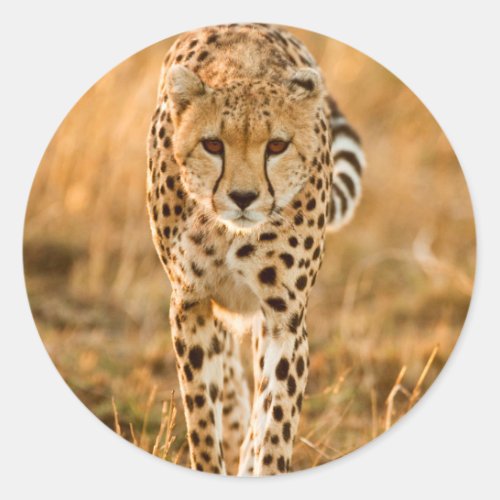 Cheetah Acinonyx Jubatus Portrait Maasai Classic Round Sticker