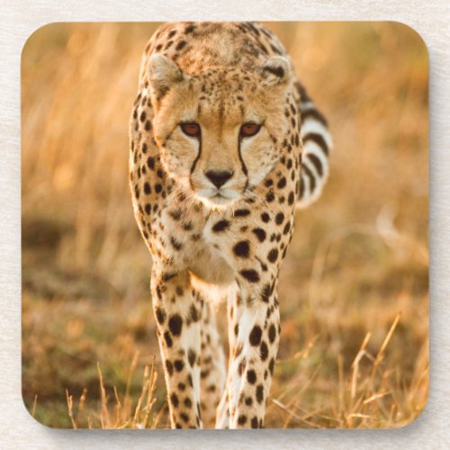 Cheetah Acinonyx Jubatus Portrait Maasai Coaster