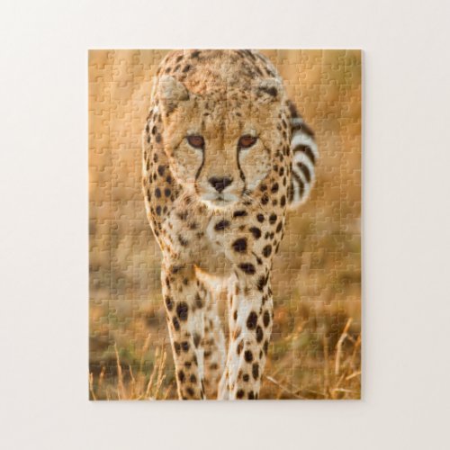 Cheetah Acinonyx Jubatus Portrait Maasai Jigsaw Puzzle