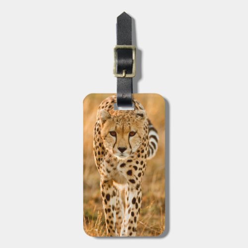 Cheetah Acinonyx Jubatus Portrait Maasai Luggage Tag
