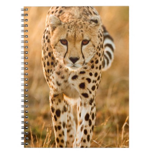 Cheetah Acinonyx Jubatus Portrait Maasai Notebook