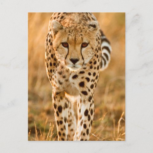 Cheetah Acinonyx Jubatus Portrait Maasai Postcard
