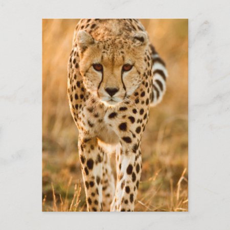 Cheetah (acinonyx Jubatus) Portrait, Maasai Postcard