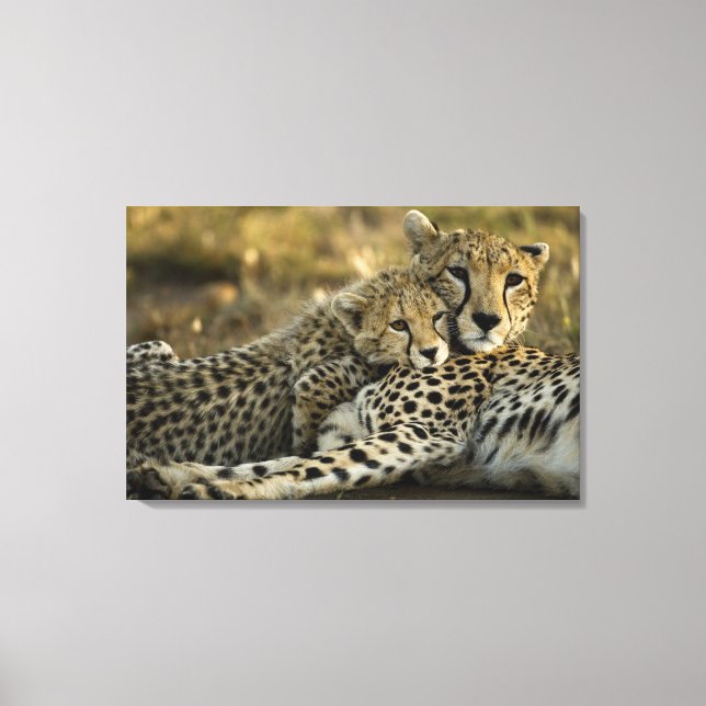 Cheetah, Acinonyx jubatus, with cub in the Masai 2 Canvas Print (Front)