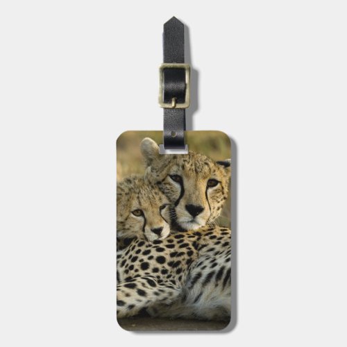 Cheetah Acinonyx jubatus with cub in the Masai 2 Luggage Tag