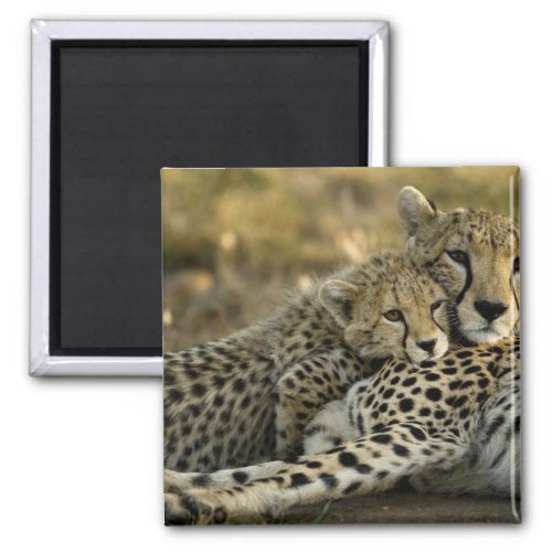 Cheetah Acinonyx jubatus with cub in the Masai 2 Magnet