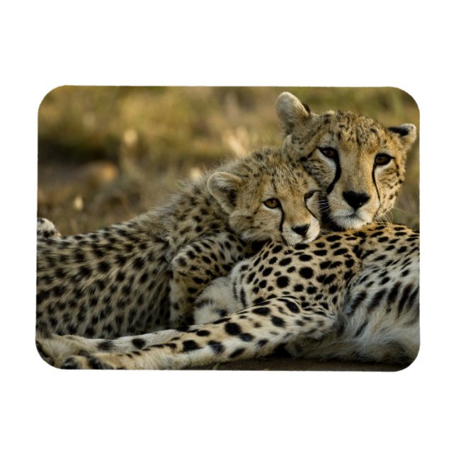 Cheetah, Acinonyx jubatus, with cub in the Masai 2 Magnet (Horizontal)