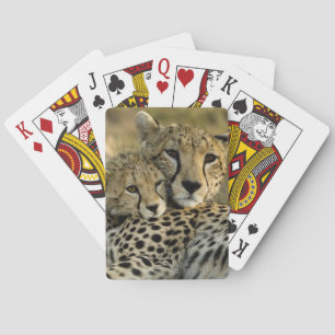 Cheetah, Acinonyx jubatus, with cub in the Masai 2 Poker Cards
