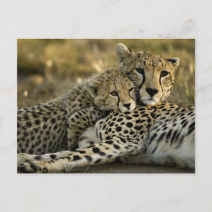 Cheetah, Acinonyx jubatus, with cub in the Masai 2 Postcard