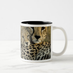 Cheetah, Acinonyx jubatus, with cub in the Masai 2 Two-Tone Coffee Mug