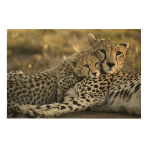 Cheetah, Acinonyx jubatus, with cub in the Masai 2 Wood Wall Decor