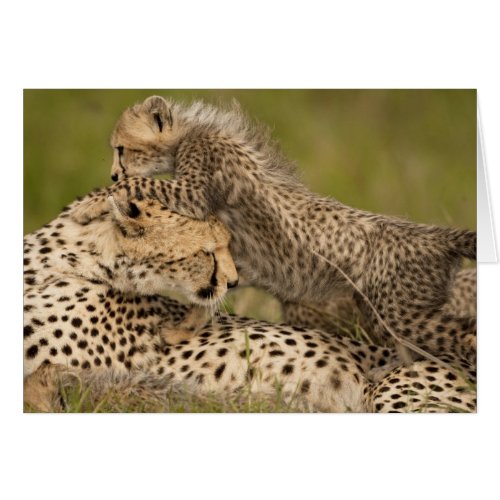 Cheetah Acinonyx jubatus with cub in the Masai 3