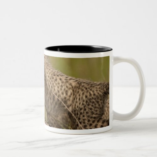 Cheetah Acinonyx jubatus with cub in the Masai 3 Two_Tone Coffee Mug