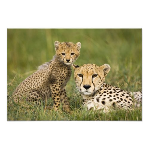 Cheetah Acinonyx jubatus with cub in the Photo Print