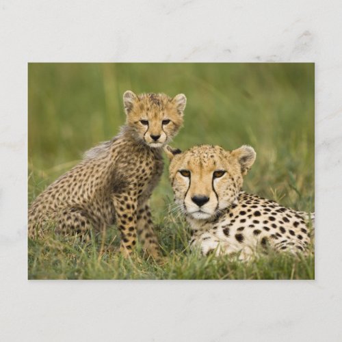 Cheetah Acinonyx jubatus with cub in the Postcard