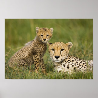 Cheetah Posters | Zazzle